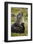 South Georgia. Antarctic Fur Seals Scatching Itself with a Flipper-Inger Hogstrom-Framed Photographic Print