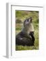 South Georgia. Antarctic Fur Seals Scatching Itself with a Flipper-Inger Hogstrom-Framed Photographic Print