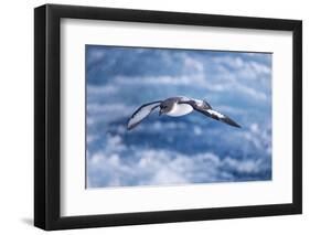 South Georgia, cape petrel or pintado, Daption capense. A cape petrel flies alongside-Ellen Goff-Framed Photographic Print