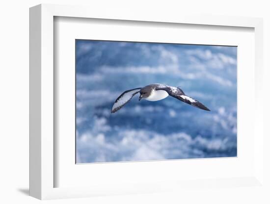 South Georgia, cape petrel or pintado, Daption capense. A cape petrel flies alongside-Ellen Goff-Framed Photographic Print