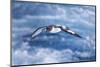 South Georgia, cape petrel or pintado, Daption capense. A cape petrel flies alongside-Ellen Goff-Mounted Photographic Print