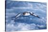 South Georgia, cape petrel or pintado, Daption capense. A cape petrel flies alongside-Ellen Goff-Stretched Canvas