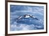 South Georgia, cape petrel or pintado, Daption capense. A cape petrel flies alongside-Ellen Goff-Framed Photographic Print