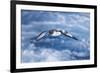 South Georgia, cape petrel or pintado, Daption capense. A cape petrel flies alongside-Ellen Goff-Framed Photographic Print