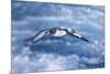 South Georgia, cape petrel or pintado, Daption capense. A cape petrel flies alongside-Ellen Goff-Mounted Photographic Print