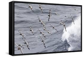 South Georgia, cape petrel or pintado, Daption capense. Flocks of cape petrels follow the ship-Ellen Goff-Framed Stretched Canvas