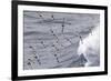 South Georgia, cape petrel or pintado, Daption capense. Flocks of cape petrels follow the ship-Ellen Goff-Framed Photographic Print