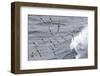 South Georgia, cape petrel or pintado, Daption capense. Flocks of cape petrels follow the ship-Ellen Goff-Framed Photographic Print