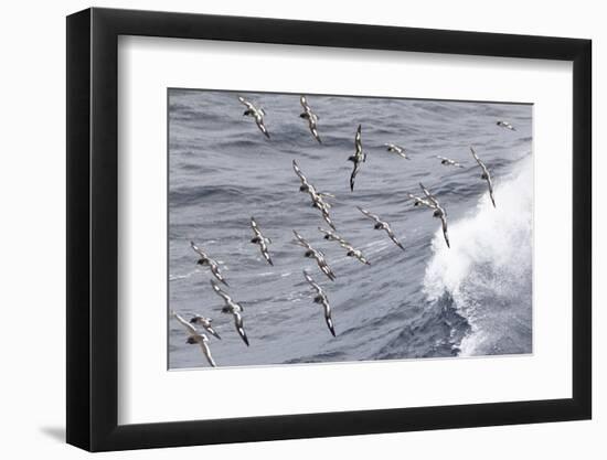 South Georgia, cape petrel or pintado, Daption capense. Flocks of cape petrels follow the ship-Ellen Goff-Framed Photographic Print