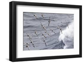 South Georgia, cape petrel or pintado, Daption capense. Flocks of cape petrels follow the ship-Ellen Goff-Framed Photographic Print