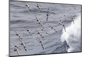 South Georgia, cape petrel or pintado, Daption capense. Flocks of cape petrels follow the ship-Ellen Goff-Mounted Photographic Print