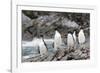 South Georgia, Cooper Bay, macaroni penguin. A group of macaroni penguins moves along the rocks-Ellen Goff-Framed Photographic Print