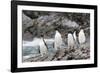 South Georgia, Cooper Bay, macaroni penguin. A group of macaroni penguins moves along the rocks-Ellen Goff-Framed Photographic Print