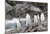 South Georgia, Cooper Bay, macaroni penguin. A group of macaroni penguins moves along the rocks-Ellen Goff-Mounted Photographic Print