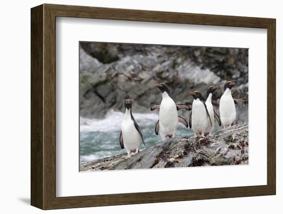 South Georgia, Cooper Bay, macaroni penguin. A group of macaroni penguins moves along the rocks-Ellen Goff-Framed Photographic Print