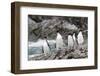 South Georgia, Cooper Bay, macaroni penguin. A group of macaroni penguins moves along the rocks-Ellen Goff-Framed Photographic Print