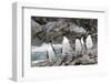 South Georgia, Cooper Bay, macaroni penguin. A group of macaroni penguins moves along the rocks-Ellen Goff-Framed Photographic Print