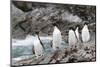 South Georgia, Cooper Bay, macaroni penguin. A group of macaroni penguins moves along the rocks-Ellen Goff-Mounted Photographic Print