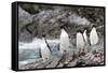 South Georgia, Cooper Bay, macaroni penguin. A group of macaroni penguins moves along the rocks-Ellen Goff-Framed Stretched Canvas