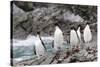 South Georgia, Cooper Bay, macaroni penguin. A group of macaroni penguins moves along the rocks-Ellen Goff-Stretched Canvas