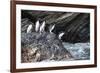 South Georgia, Cooper Bay. Macaroni penguins stand on a rocky outcrop-Ellen Goff-Framed Photographic Print