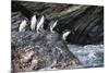 South Georgia, Cooper Bay. Macaroni penguins stand on a rocky outcrop-Ellen Goff-Mounted Photographic Print