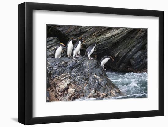 South Georgia, Cooper Bay. Macaroni penguins stand on a rocky outcrop-Ellen Goff-Framed Photographic Print