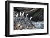 South Georgia, Cooper Bay. Macaroni penguins stand on a rocky outcrop-Ellen Goff-Framed Photographic Print