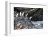 South Georgia, Cooper Bay. Macaroni penguins stand on a rocky outcrop-Ellen Goff-Framed Photographic Print