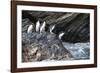 South Georgia, Cooper Bay. Macaroni penguins stand on a rocky outcrop-Ellen Goff-Framed Photographic Print