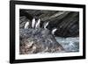 South Georgia, Cooper Bay. Macaroni penguins stand on a rocky outcrop-Ellen Goff-Framed Photographic Print