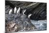 South Georgia, Cooper Bay. Macaroni penguins stand on a rocky outcrop-Ellen Goff-Mounted Photographic Print
