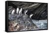 South Georgia, Cooper Bay. Macaroni penguins stand on a rocky outcrop-Ellen Goff-Framed Stretched Canvas