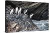 South Georgia, Cooper Bay. Macaroni penguins stand on a rocky outcrop-Ellen Goff-Stretched Canvas