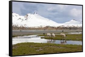 South Georgia, Fortuna Bay, reindeer, Rangifer tarandus. Reindeer graze on mosses in Fortuna Bay.-Ellen Goff-Framed Stretched Canvas