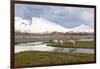 South Georgia, Fortuna Bay, reindeer, Rangifer tarandus. Reindeer graze on mosses in Fortuna Bay.-Ellen Goff-Framed Photographic Print