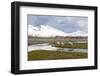 South Georgia, Fortuna Bay, reindeer, Rangifer tarandus. Reindeer graze on mosses in Fortuna Bay.-Ellen Goff-Framed Photographic Print