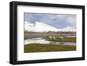 South Georgia, Fortuna Bay, reindeer, Rangifer tarandus. Reindeer graze on mosses in Fortuna Bay.-Ellen Goff-Framed Photographic Print