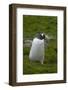 South Georgia. Gentoo Penguin, Pygoscelis Papua-Inger Hogstrom-Framed Photographic Print