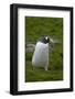 South Georgia. Gentoo Penguin, Pygoscelis Papua-Inger Hogstrom-Framed Photographic Print