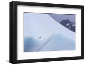 South Georgia Island. Chinstrap Penguins Ride an Iceberg as it Floats by Mountain-Jaynes Gallery-Framed Photographic Print