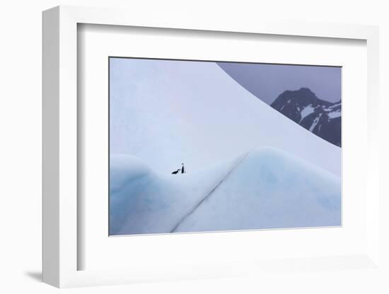 South Georgia Island. Chinstrap Penguins Ride an Iceberg as it Floats by Mountain-Jaynes Gallery-Framed Photographic Print