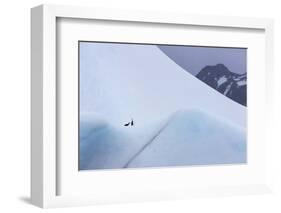 South Georgia Island. Chinstrap Penguins Ride an Iceberg as it Floats by Mountain-Jaynes Gallery-Framed Photographic Print