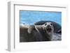 South Georgia Island. Female southern elephant seal raises its flipper and opens mouth-Howie Garber-Framed Photographic Print