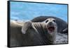 South Georgia Island. Female southern elephant seal raises its flipper and opens mouth-Howie Garber-Framed Stretched Canvas