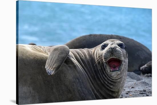 South Georgia Island. Female southern elephant seal raises its flipper and opens mouth-Howie Garber-Stretched Canvas