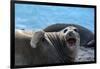 South Georgia Island. Female southern elephant seal raises its flipper and opens mouth-Howie Garber-Framed Photographic Print