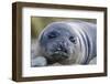 South Georgia Island, Godthul. Close-Up of Juvenile Elephant Seal-Jaynes Gallery-Framed Photographic Print