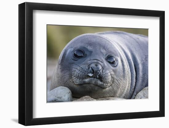 South Georgia Island, Godthul. Close-Up of Juvenile Elephant Seal-Jaynes Gallery-Framed Photographic Print