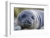 South Georgia Island, Godthul. Close-Up of Juvenile Elephant Seal-Jaynes Gallery-Framed Photographic Print